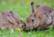 Conejos, Tips para animales exóticos