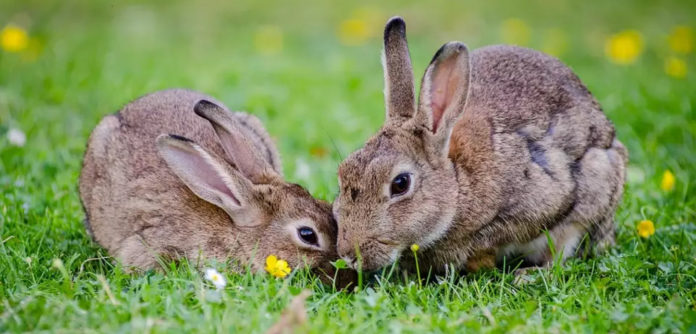 Conejos, Tips para animales exóticos