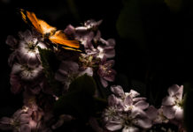 Foto para la portada de la reseña del libro El vuelo de la mariposa de David Olivas libro