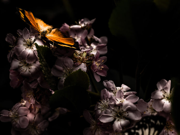 Foto para la portada de la reseña del libro El vuelo de la mariposa de David Olivas libro