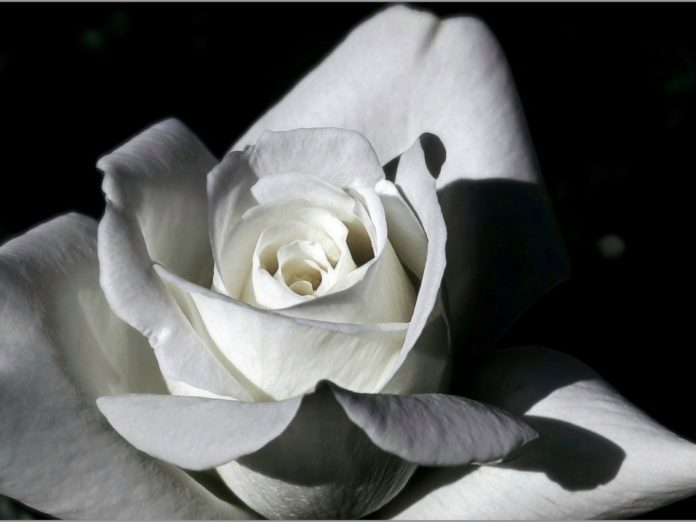 Portada para la reseña del libro "Gardenia" de Zelá Brambillé