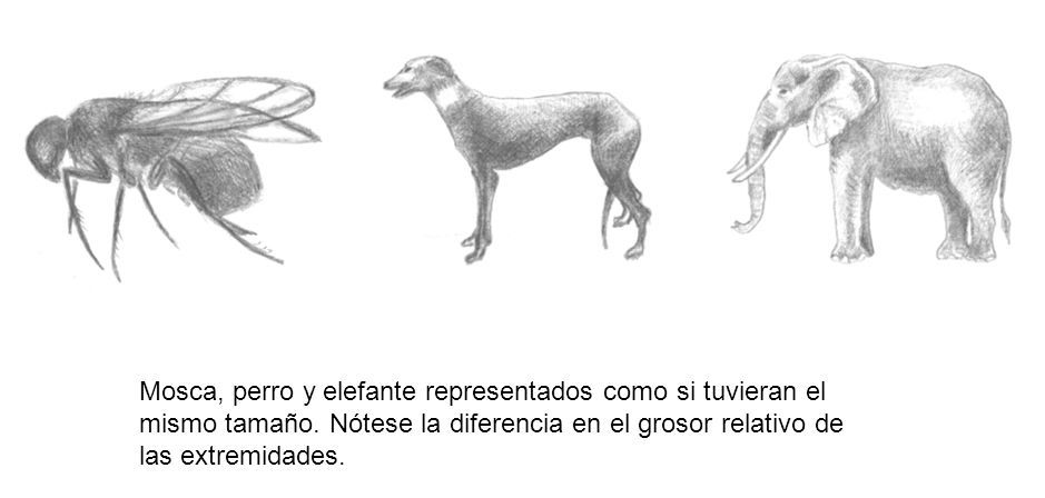 Mosca, perro y elefante representados como si tuvieran el mismo tamaño