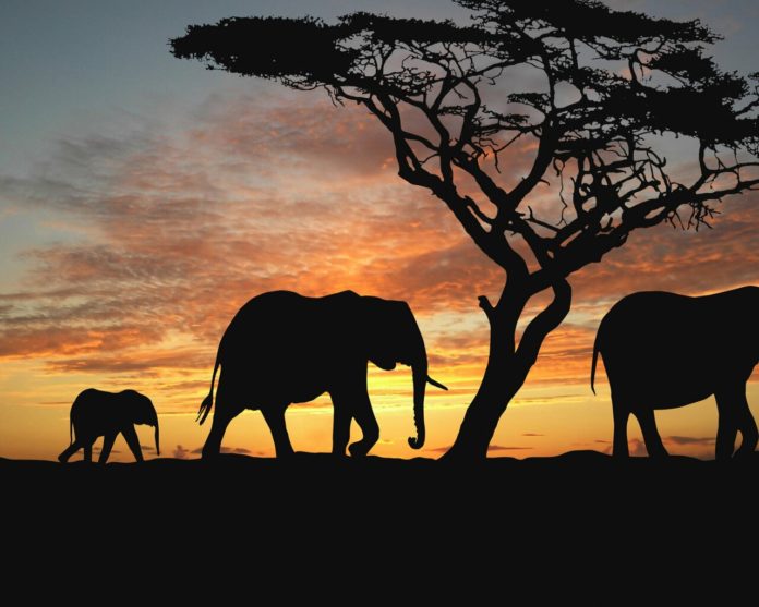 Reseña de El santuario de los elefantes de Nativel Preciado