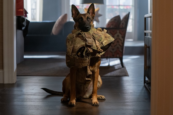 'Dog. Un viaje salvaje'. Ser veterano con problemas es un gran problema 1 Lulu quiere salir a pasear